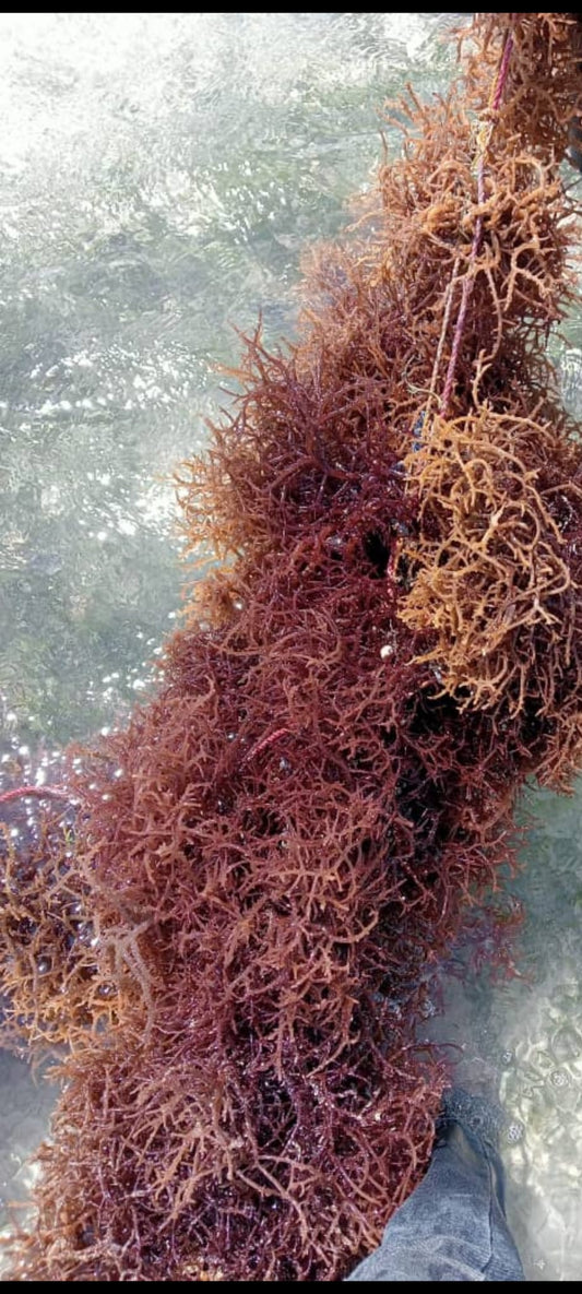 The Benefits of Wildcrafted Sea Moss: Nature's Superfood